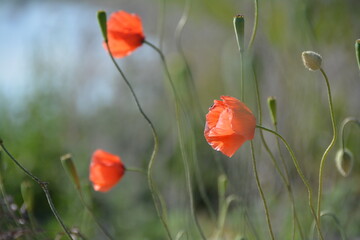 red poppy in a field