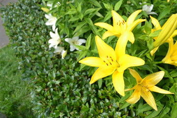 Obraz premium Close up of Yellow lily flower. Hemerocallis also called Lemon Lily, Yellow Daylily, Hemerocallis flava. Yellow lily flower, known as Lilium parryi, beautiful. Close up.