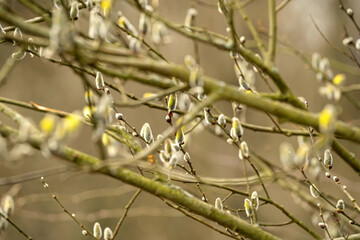 first spring cat on a tree