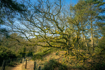 Hutebaum in Loosenberge, Schermbeck