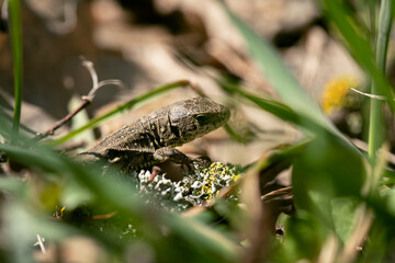 common lizard in the spring sun