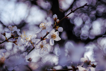 spring blossom in spring