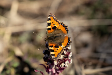 Peacock butterfly on a flower