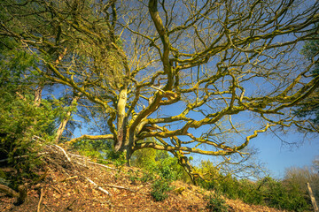 Hutebaum in Loosenberge, Schermbeck