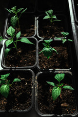 Young green seedlings of tomatoes in separate square containers with soil on balcony. Growing natural vegetables without chemicals with your own hands. Vertical top view under sunlight