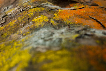 Selective Focus Lichens on Tree full color