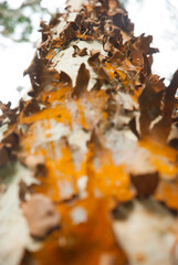 autumn, nature, leaves, fall, leaf, tree, forest, green, yellow, season, grass, park, red, moss, natural, orange, landscape, stone, fire, plant, water, foliage, outdoors, brown, rock, abstract, select