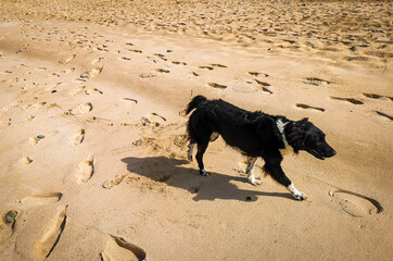 Cute homeless dog walking on a sandy beach in Cape Verde on a hot summer day. Patterns of footprints all around. Selective focus on the pet, blurred background.