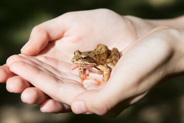 A small frog or toad with warts in the hands of a person.