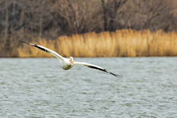 White Pelican (Pelecanus)