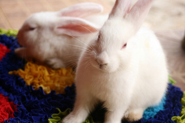 Dois coelhos brancos, um sentado e o outro deitado em um tapete de retalhos coloridos.