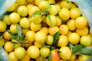 Many ripe yellow cherry plum berries
