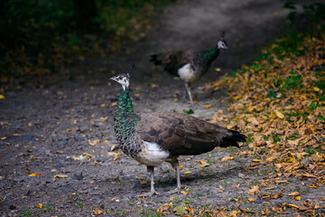 Pavo cristatus - Female peacock outdoors.