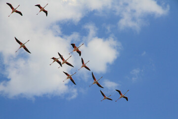 flamingos in flight