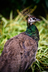 Pavo cristatus - Female peacock outdoors.