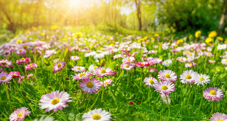 Fototapeta Meadow with lots of pink spring daisy flowers obraz
