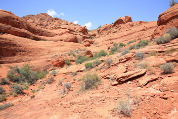 Fototapeta na wymiar Red Cliffs Recreation Area, National Conservation Lands, Utah, USA