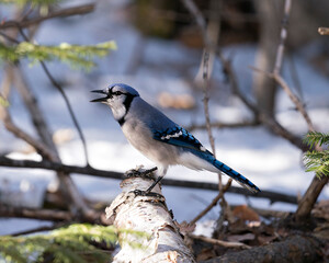  Blue Jay Stock Photos. Close-up profile side view with open beak and perched on a tree stump with a blur background in the forest environment and habitat looking to the left side. Image. Portrait.
