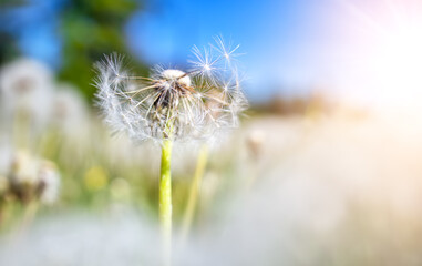 Fototapeta na wymiar Meadow with lots dandelions in sunny day.