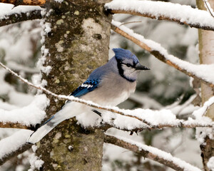 Blue Jay Photo. Perched on a branch in the winter season with falling snow and a blur background in its enviromnent and habitat displaying blue and white feathers. Image. Picture. Portrait.