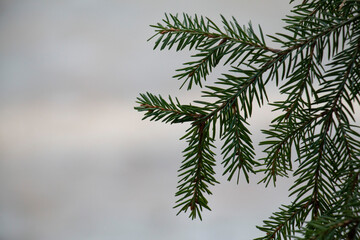 Obraz premium Fir branch