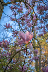 Gennevilliers, France - 02 27 2021: Chanteraines park. Nature in bloom in spring season. Pink magnolia in bloom