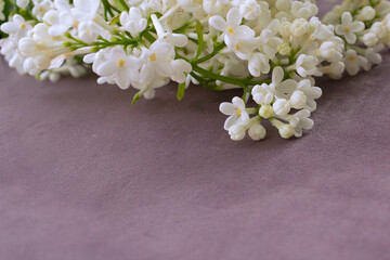 white lilac flowers on velvet background side view with copy space