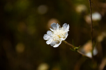white flowers in the garden