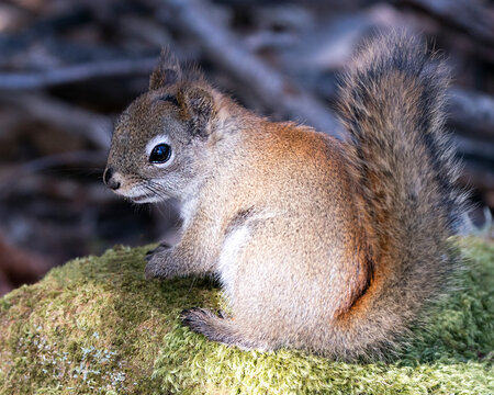 Squirrel Stock Photo. Close-up profile view sitting on a moss rock in the forest  displaying bushy tail, brown fur, nose, eyes, paws with a blur rock background in its habitat and environment.