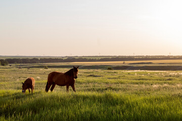 Obraz premium horse on pasture