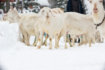 white milking goats with a collar graze in winter in a paddock in the forest during the day