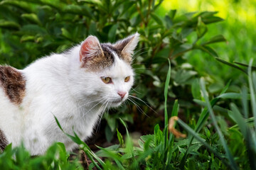Naklejka na ściany i meble White spotted cat sitting in the garden under a bush of flowers among the thick grass