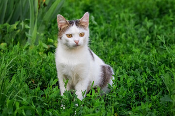 Naklejka na ściany i meble Young white spotted cat sitting in the garden on the grass
