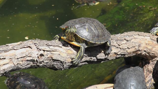 Red-eared turtle on a branch near the pond, pond slider turtles swim in the water. Animals bask in the sun on a summer day. Family of turtles.