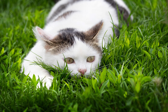 White spotted cat sitting in the grass. Cat on the hunt in an ambush