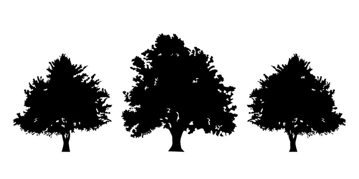 160+ Mulberry Tree Illustrations, Royalty-Free Vector Graphics