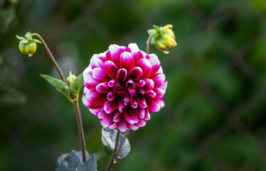 Dahlia with cherry and white petals on a dark blurred background
