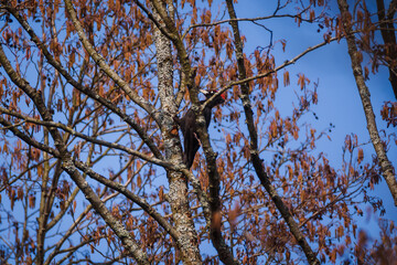 Selective focus photo. Black woodpecker bird. Dryocopus martius.