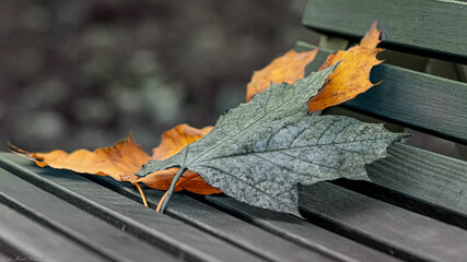 piękne jesienne liście klony na ławce