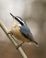 Obraz premium Nuthatch Stock Photos. Close-up profile view perched on a tree branch in its environment and habitat with a blur background, displaying feather plumage and bird tail. Image. Picture. Portrait.