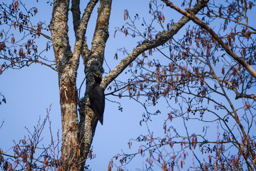 Selective focus photo. Black woodpecker bird. Dryocopus martius.