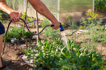 A senior gardener waters a vegetable garden by shower watering gun against modern greenhouse.