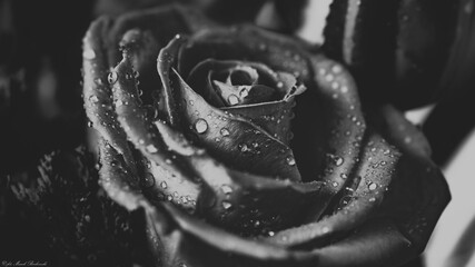 piękny czarnobiały pąk róży