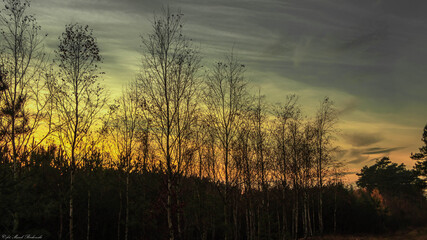 piękny zachód słońca nad leśnymi drzewami