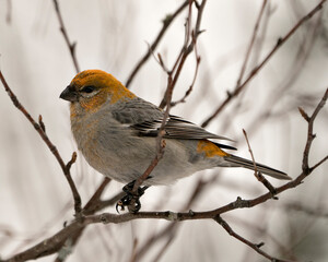 Pine Grosbeak Stock Photo. Female close-up profile view, perched  with a blur background in its environment and habitat. Image. Picture. Portrait.