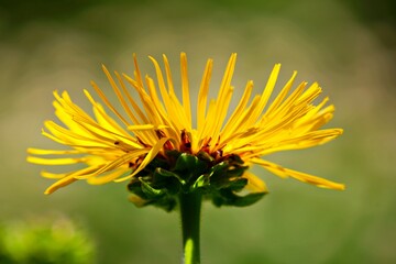 Nahaufnahme Blumenblüte