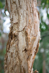 Naklejka premium Close-up of a slightly curved beige tree trunk with thin multi-layered bark. Green foliage out of focus in the background