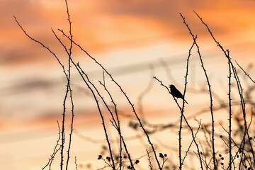 Obraz premium Orange sunset sky and a black silhouette of a dunnock, a small bird, perching and singing on a dog rose twig. Wires in the background.