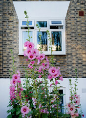 part of brick building with white window and pink flowers