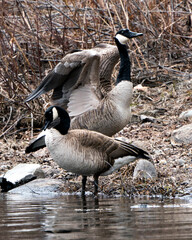 Canadian Geese Photo. Canadian Geese couple close-up profile view by the the water with spread wings in their habitat and environment. Image. Picture. Portrait.
